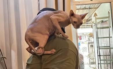 sphynx cat