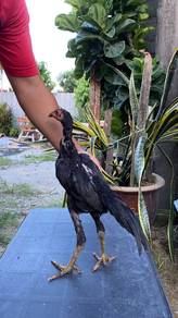 Ayam pama
