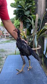 Ayam pama