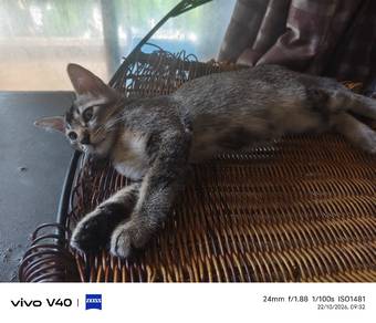 4 months male kitten to give away