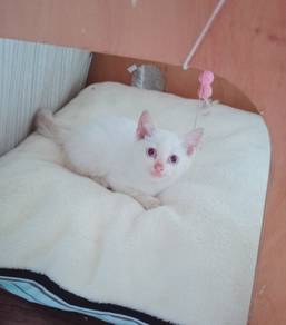 anak kucing 
