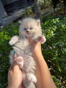 Ragdoll Kitten