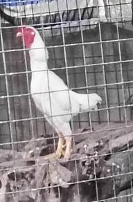 Ayam Hiasan Ko Shamo