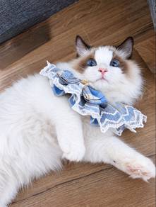 Ragdoll Kitten