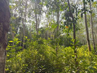 Tanah Kebun Getah Di Kupang, Baling, Kedah