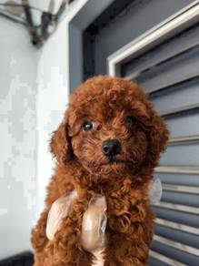 Super dark red  toy poodle