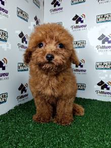 Super cute toy poodle red pup