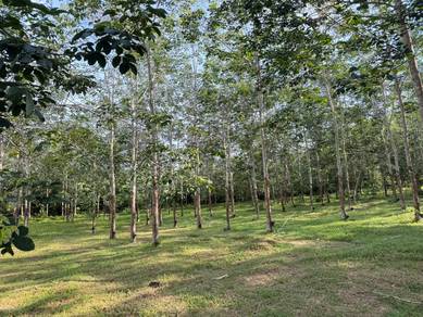 Tanah Kebun Getah Di Mukim Gajah Mati, Pokok Sena, Kedah