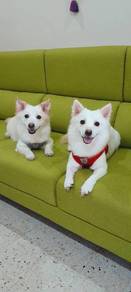 dog for adoption! 