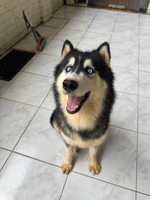 Husky for Adoption / Sale