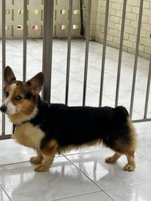 Corgi for adoption / sale