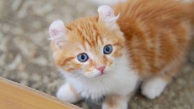 Orange Munchkin Short Leg Female Kitten