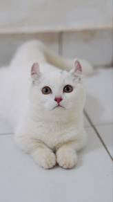 Pure White Munchkin Short Leg Male Kitten