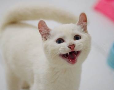 White Munchkin Long Leg Male Kitten
