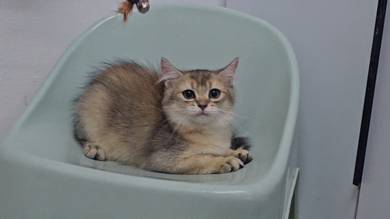 BLH British Long Hair Kitten