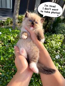 Ragdoll Kitten