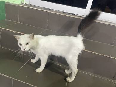 kucing parsi