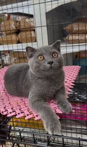 Scottish fold