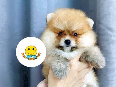 HT_32 beautiful little Pomeranian puppies
