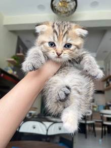 BSH Scottish Fold