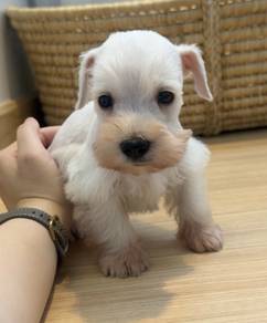 SCHNAUZER MINIATURE PUPPIES S122🌻 雪纳瑞 Available