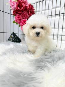 QW9100 #MKA Tiny Poodle cute puppies