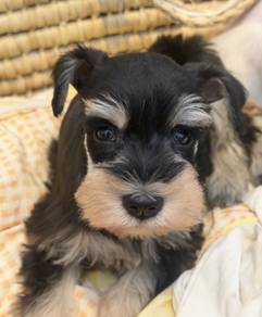 SCHNAUZER MINIATURE PUPPIES S124🌻 雪纳瑞 Available