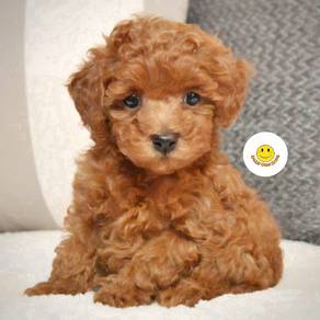RE1755 Tiny Poodle brown haired 2 months