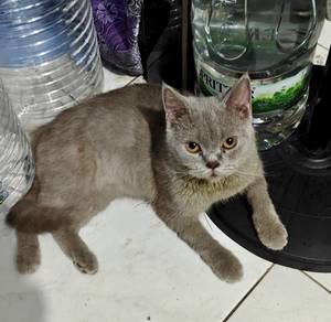 kucing bsh lilac female free