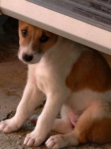 Anjing Betina Free
