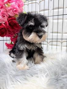 SS1000 Mini Schnauzer puppies