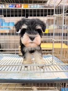 IPOH 2000 Mini Schnauzer black silver haired #MKA