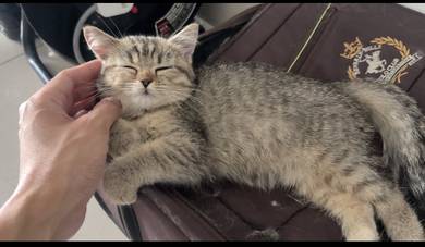 BSH tabby - Female