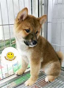 A100 Shiba inu brown haired puppy