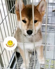 A300 little cute Shiba Inu puppy