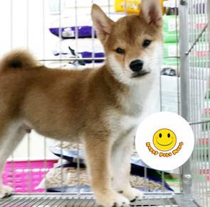 A400 Shiba Inu wonderful cute pet puppy
