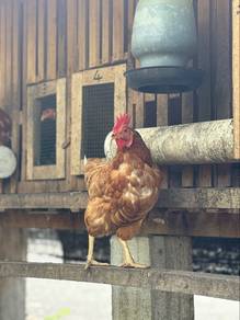 Ayam Telur RIR + LOHMAN BROWN