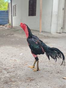 ayam 