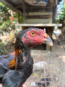 Ayam Baik
