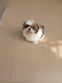 Cute Cute ShihTzu Puppy