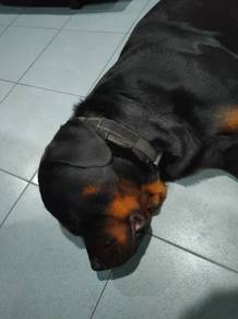 Rottweiler