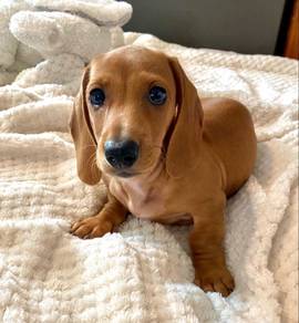 A8769 Furry Dachshund Cute Sausage Puppy Dog