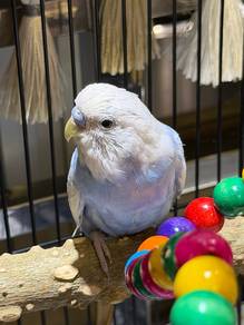 Budgie baji