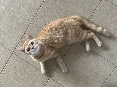 Kucing BSH oren
