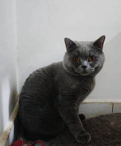 British Shorthair Male with Family