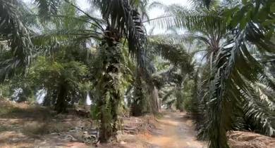 Tangkak Johor Plantation Land