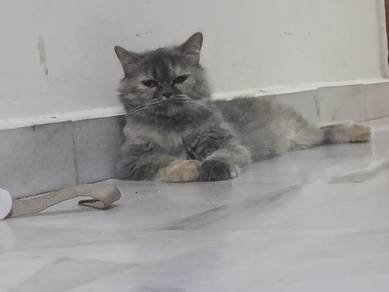 kucing kaliko 