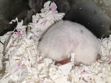 Hamster Syirian Dominant Spot Carrier Blue Fem rex