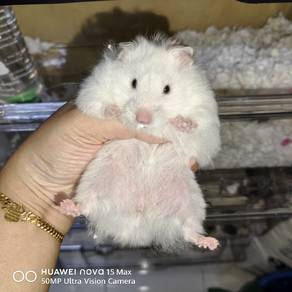 Hamster Syirian White Fem Carrier Blue