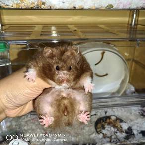 Hamster Syirian Chocolate Rex fem
